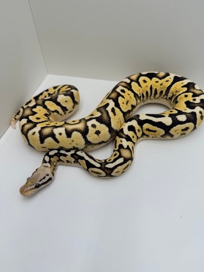 Super Lace Pastel Fire Ball Python by Diablo Exotic Pythons