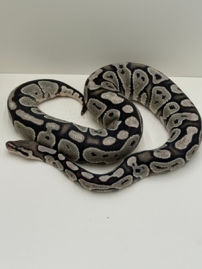 Axanthic TSK Hypo Ball Python by Diablo Exotic Pythons