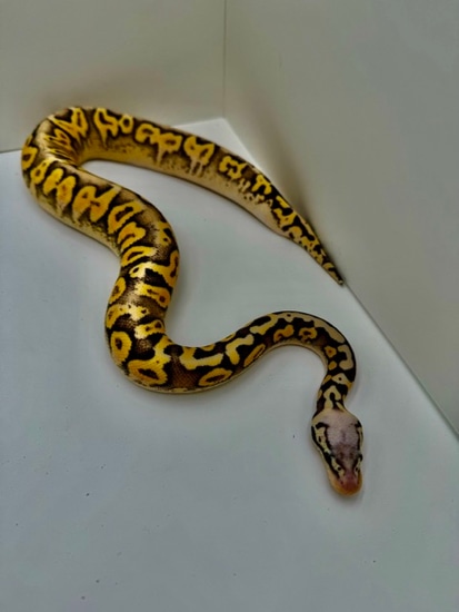Super Pastel Yellow Belly White Lace Ball Python by Diablo Exotic Pythons