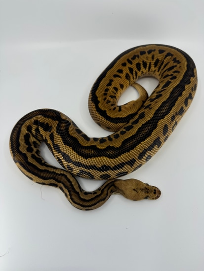 Batman YellowBelly Blackhead POS Red Stripe Ball Python by Diablo ...