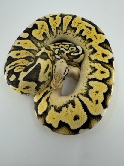 Super Lace Pastel Fire Ball Python by Diablo Exotic Pythons
