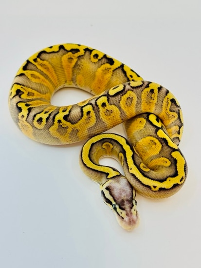 Stranger, GHI, Yellow Belly, Super Pastel, Red Stripe Ball Python by ...