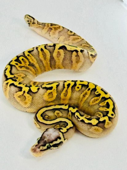 Stranger, GHI, Red Stripe, Yellow Belly, Super Pastel Ball Python by ...