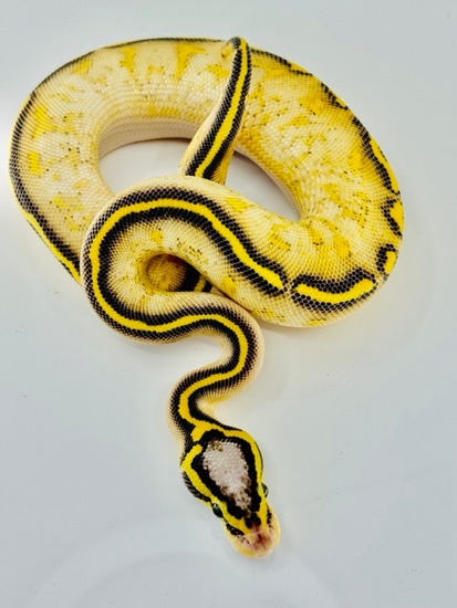 Yellowbelly Pastel Freeway Ball Python by Diablo Exotic Pythons