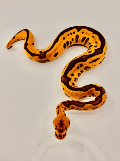 Orange Dream Leopard Fire Red Stripe Clown Ball Python by Diablo Exotic ...