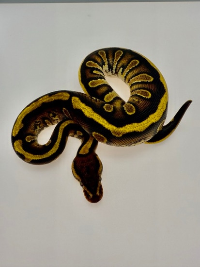 Stranger Orange Dream Yellowbelly Het Clown (Pos Het Monsoon) Ball ...