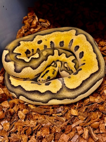 Desert Ghost Clown Ball Python by Diablo Exotic Pythons