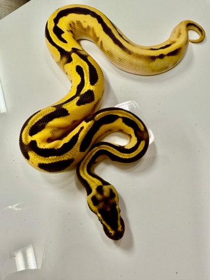 Orange Dream Yellowbelly Clown Ball Python by Diablo Exotic Pythons