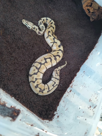 Zebra Bee Het Vpi Axithic Ball Python by Diamond G Serpents