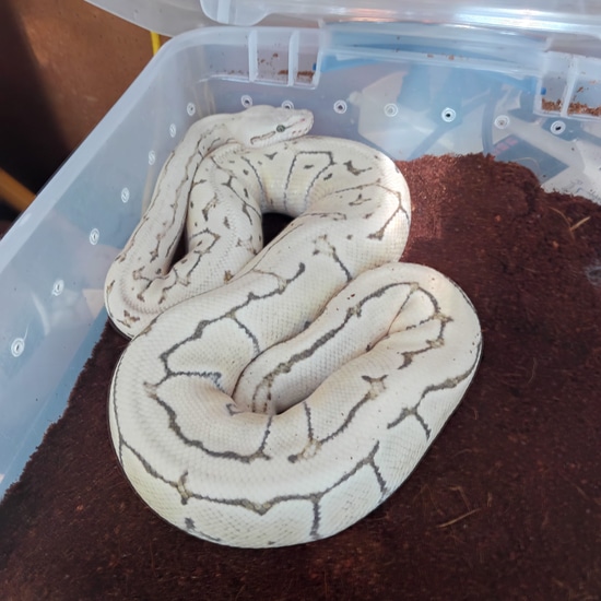 Avalanche Ball Python by Diamond G Serpents