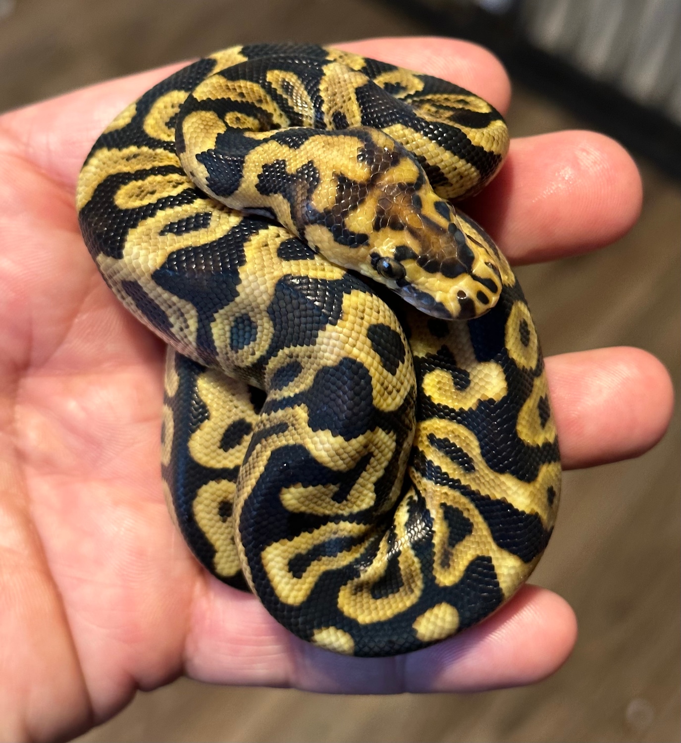 Spotnose Ghi Clown Ball Python by Diamondscaledreptiles - MorphMarket