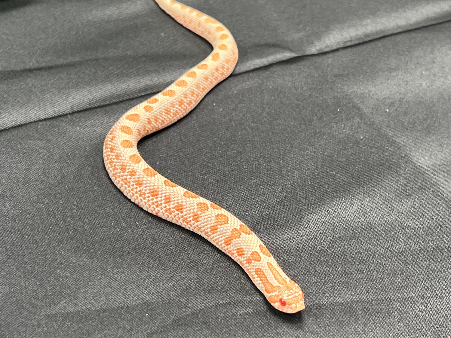 Arctic Albino Anaconda Pos Het Sable Western Hognose by Dick and Willy ...
