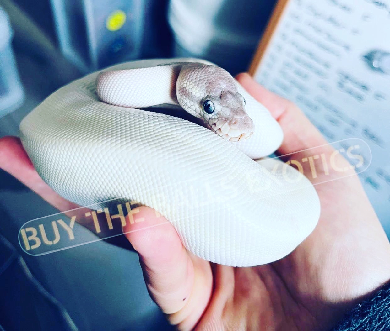 Super Mojave Ball Python by Buy The Balls Exotics - MorphMarket