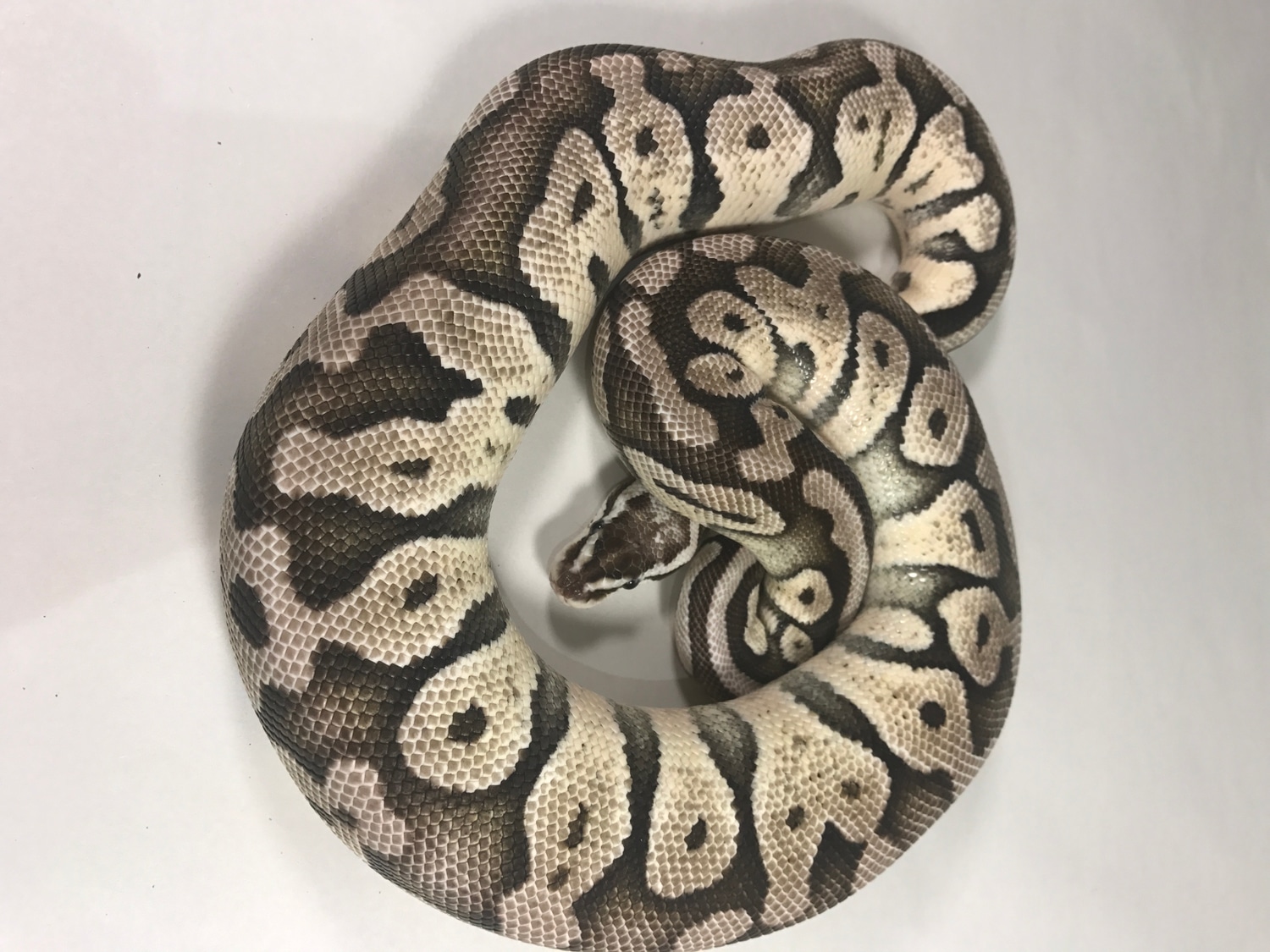 Super Pastel VPI Axanthic Ball Python by Dilectus Reptiles LLC ...