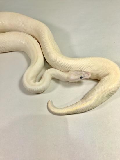 Pastel Ivory 1036g Ball Python by Dilectus Reptiles LLC image.