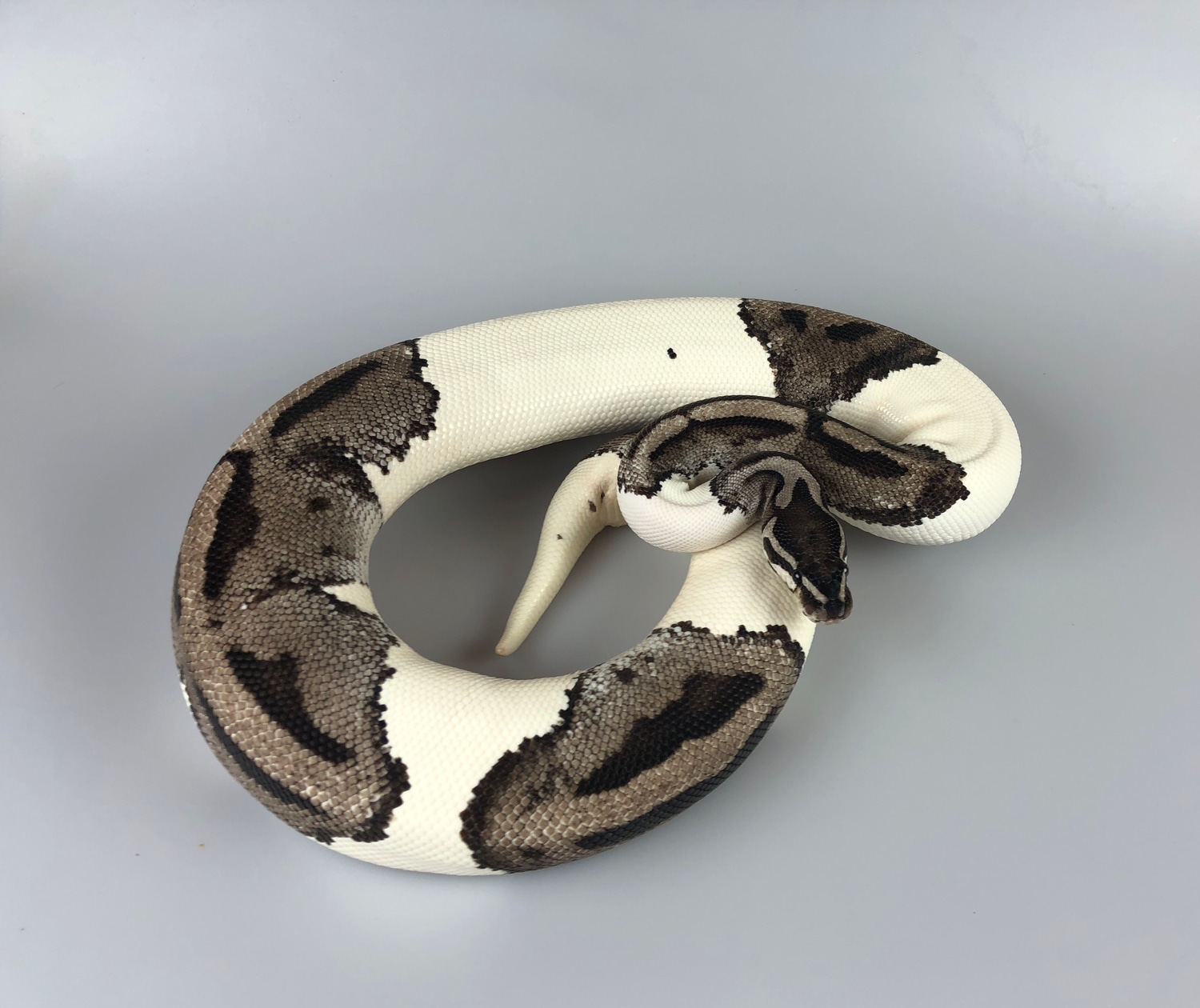 MJ Lightning Pied Ball Python by Dilectus Reptiles LLC MorphMarket
