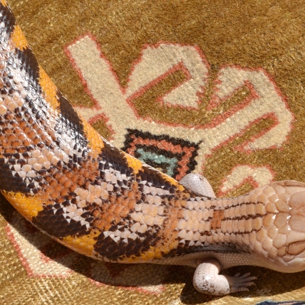 Female Adult Halloween Line Breeder -- Northern Blue-tongue Skink Northern Blue-Tongued Skink