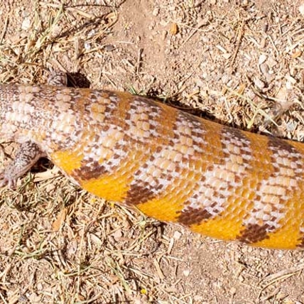 FEMALE - Northern Blue-tongue Skink - Breeder (Orange Sunset) Northern Blue-Tongued Skink