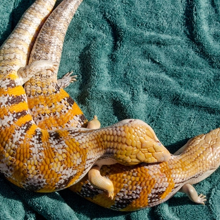Northern Blue-tongue Skink -- BABIES -- Free Shipping Within Continental USA Northern Blue-Tongued Skink