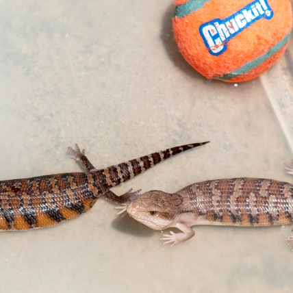 Northern Blue-tongue Skink -- BABIES -- Free Shipping Within Continental USA Northern Blue-Tongued Skink