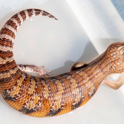 Northern Blue-tongue Skink -- BABIES -- Free Shipping Within Continental USA Northern Blue-Tongued Skink
