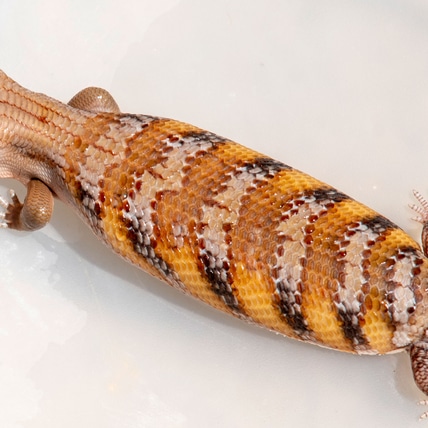 Northern Blue-tongue Skink -- BABIES -- Free Shipping Within Continental USA Northern Blue-Tongued Skink