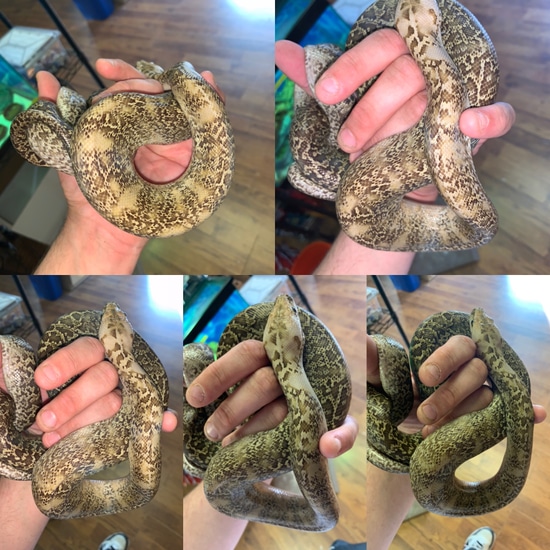 2019 Female Paradox Granite Het Albino Burmese Python by Dinky Reptiles