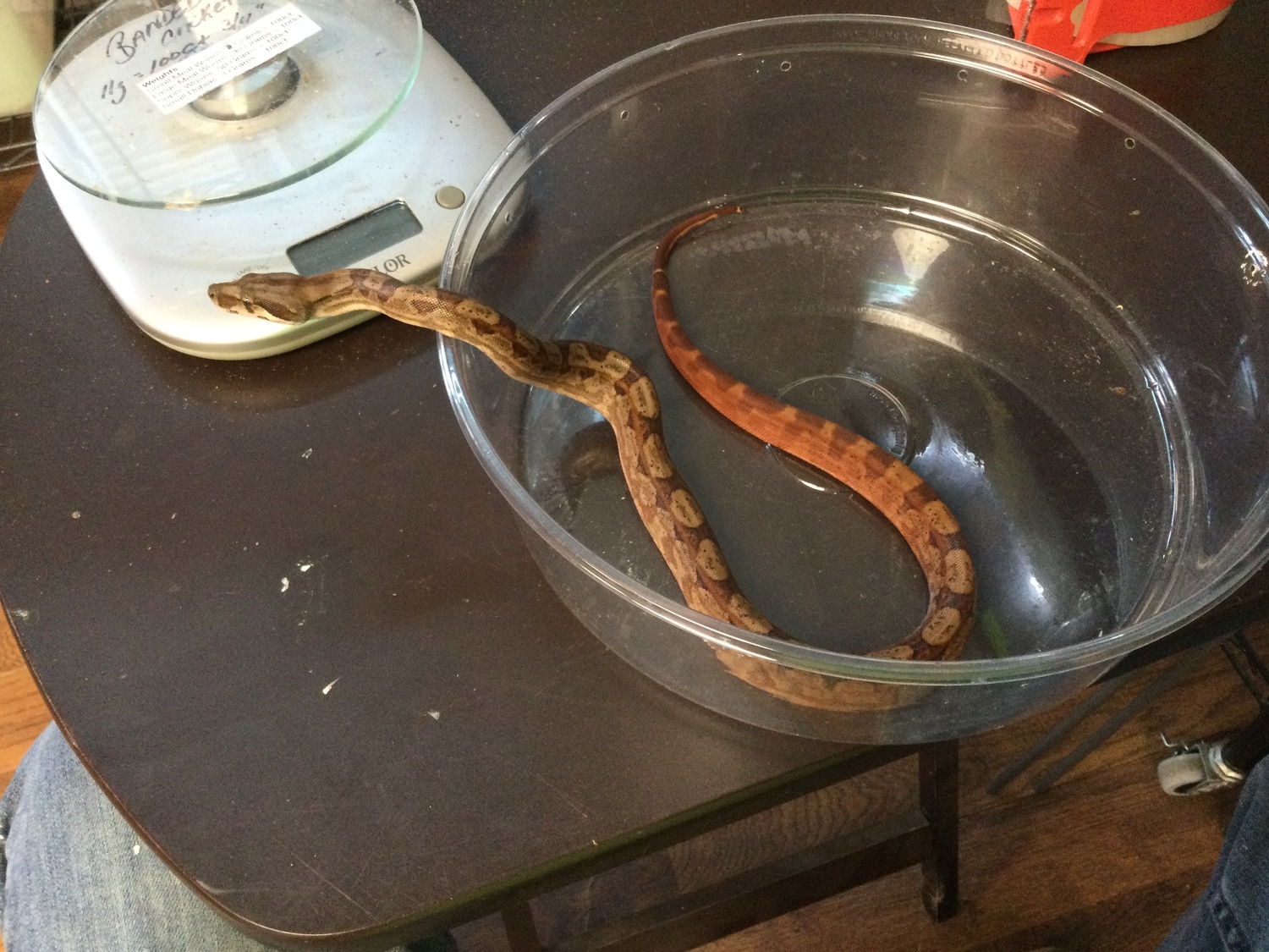 Hypo Motley Het Blood Boa Boa Constrictor by Dinky Reptiles and