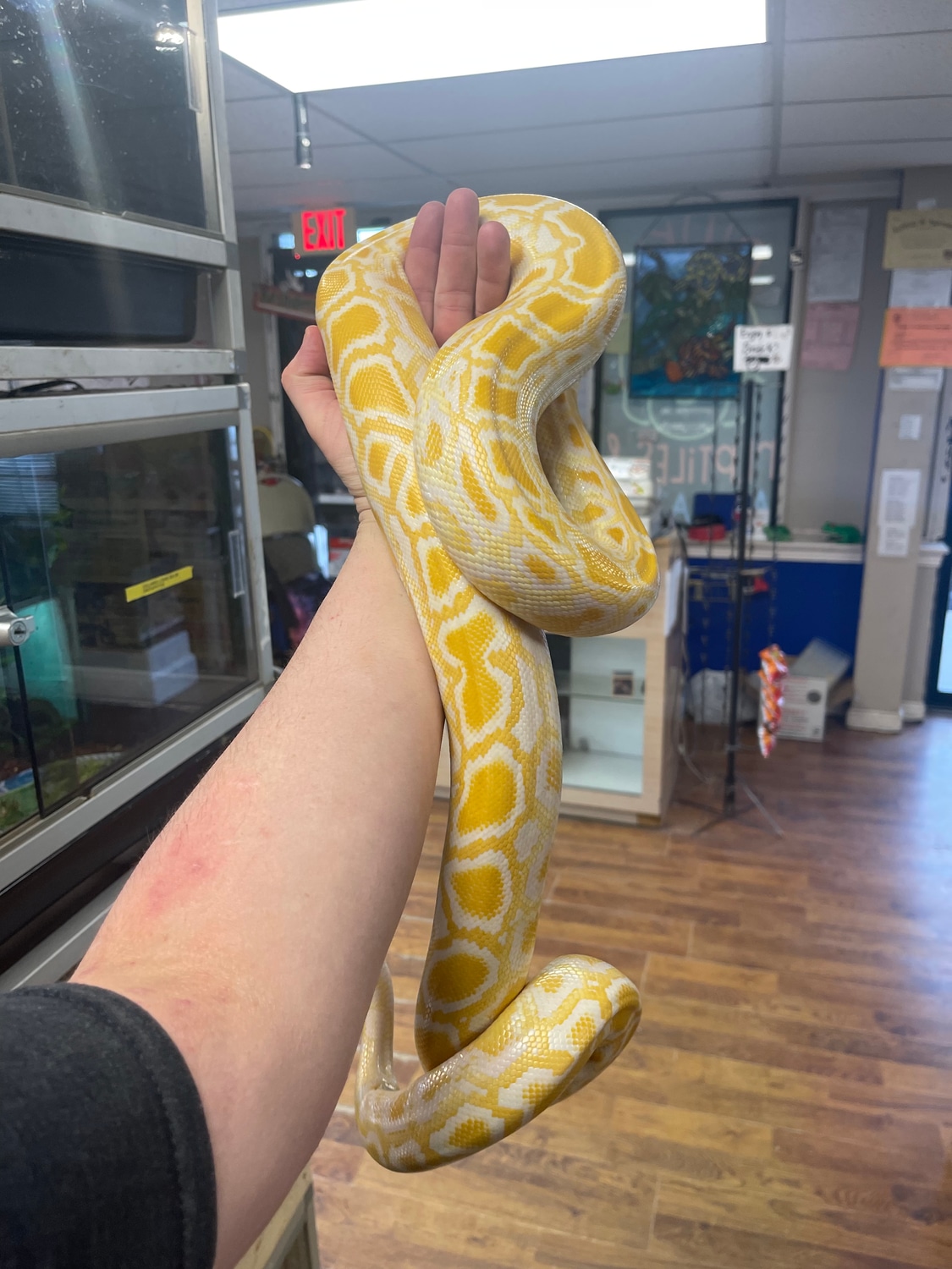 Albino Burmese Python by Dinky Reptiles and Aquatics - MorphMarket