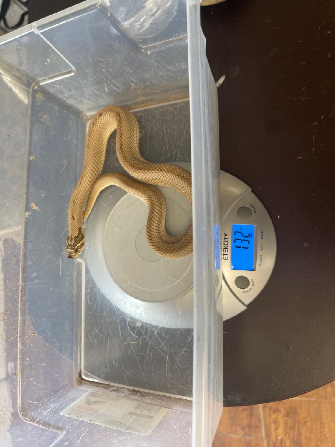 Female Super Anaconda Western Hognose by Dinky Reptiles and Aquatics