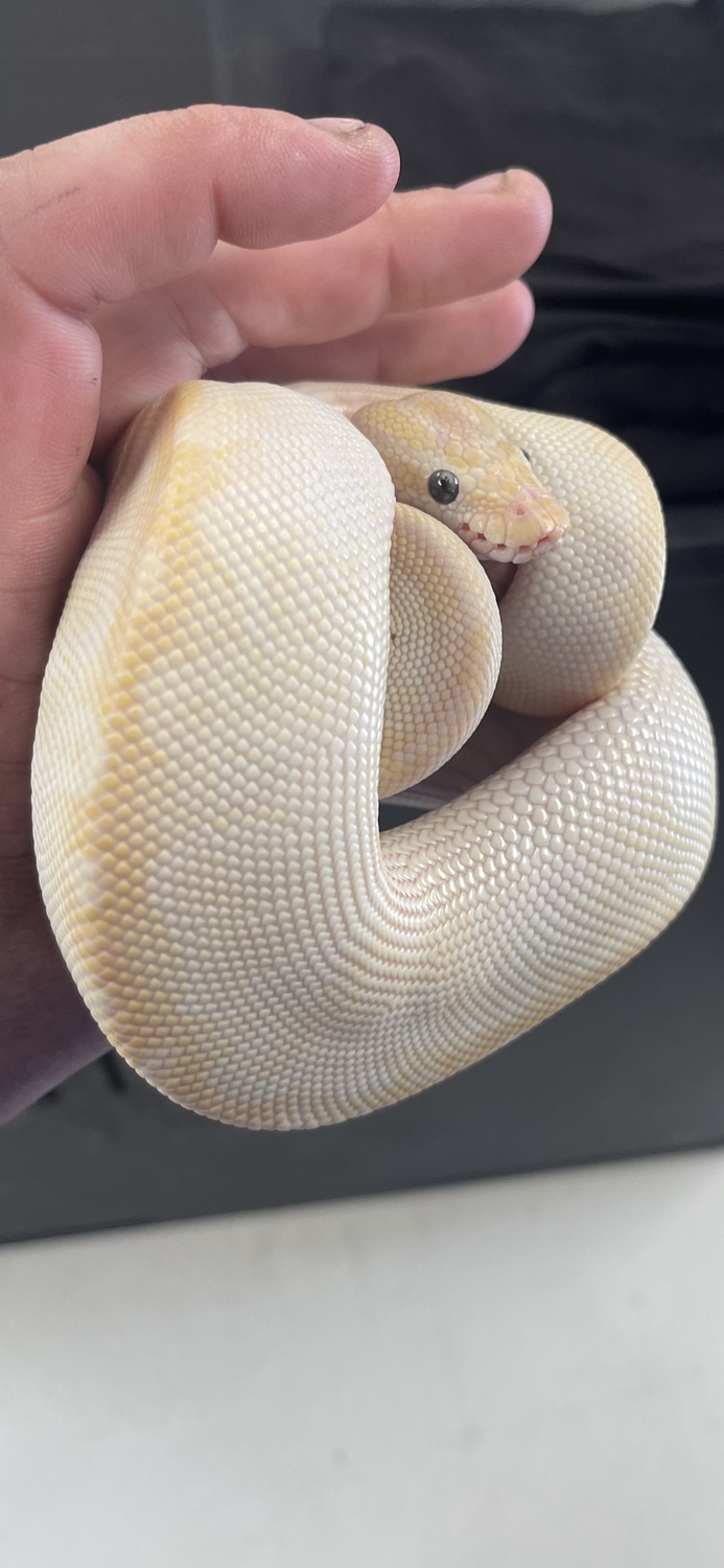 Male Super Special 2022 Ball Python by Dinky Reptiles and Aquatics