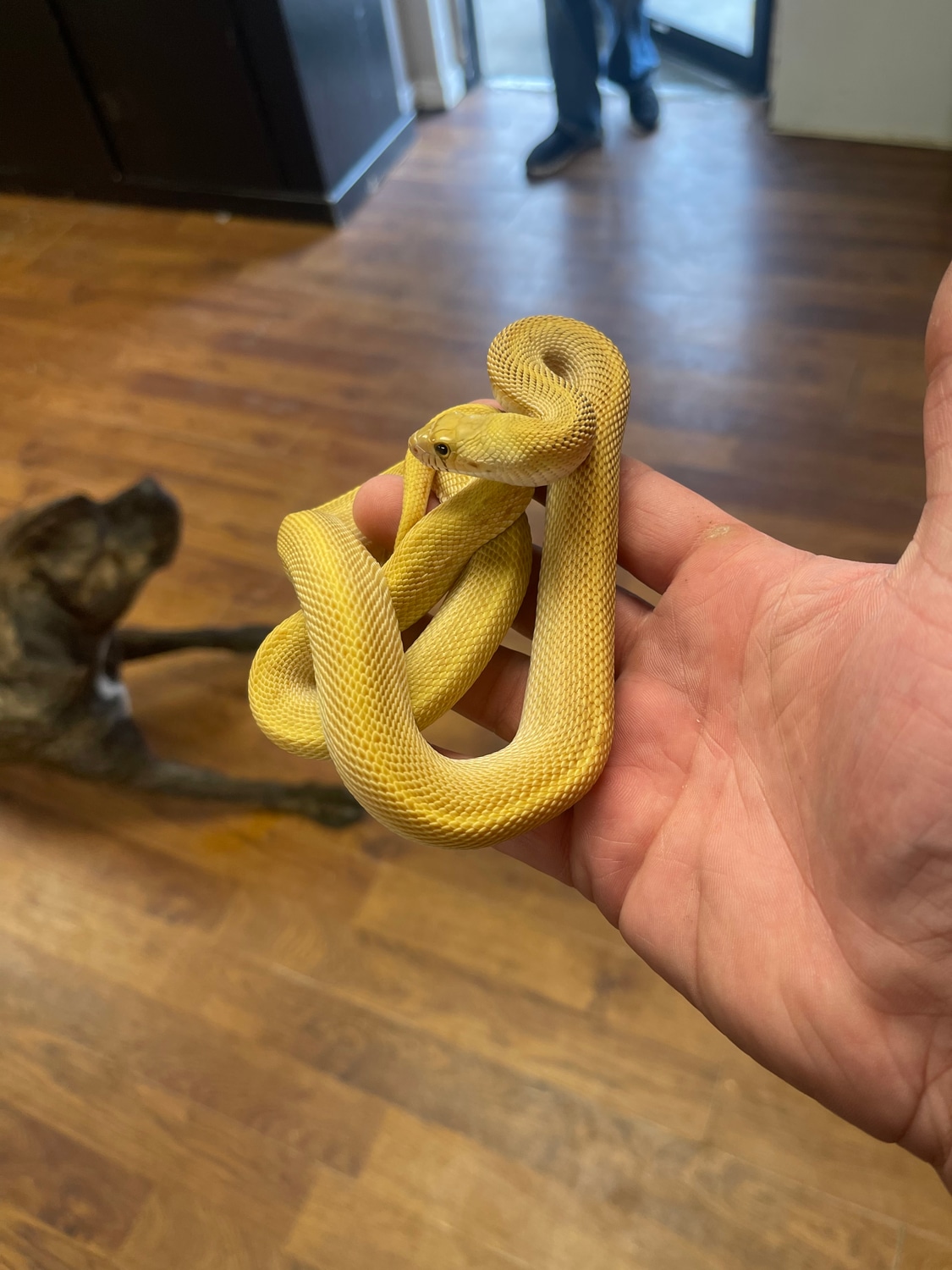 Female Super Fork Gopher Snake by Dinky Reptiles and Aquatics MorphMarket