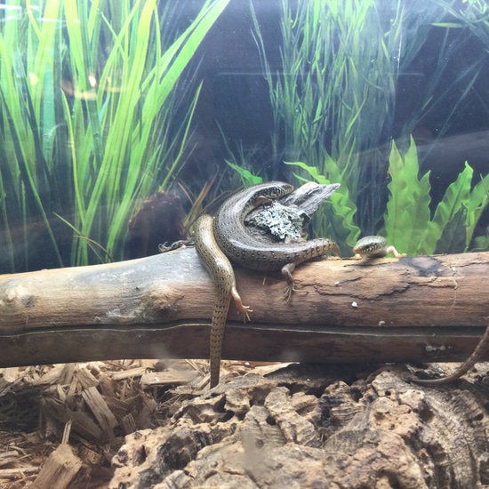 Ocellated Skink More Skink by Dinky Reptiles and Aquatics