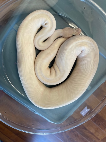 ivory female ball python by sun devil reptiles llc -... Female Ivory Ball Python by Dinky Reptiles and Aquatics