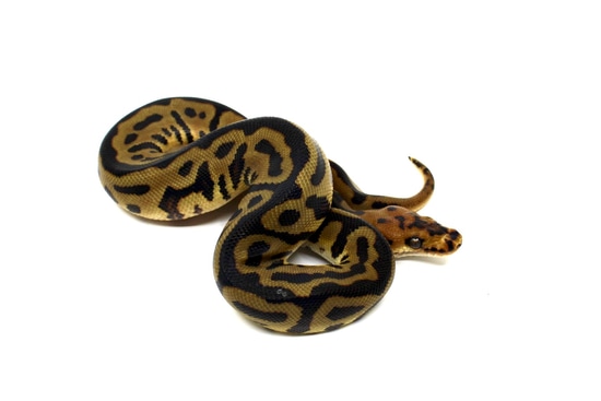 Batman Het Desert Ghost Ball Python by Clutch Genetics