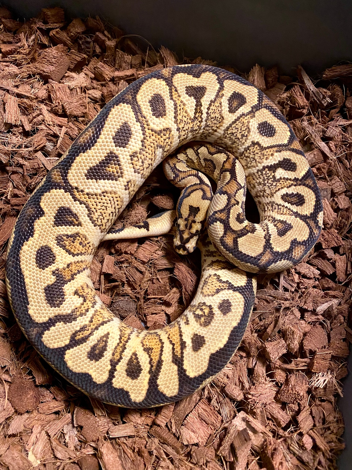 Spotnose Yellowbelly Clown Ball Python by Distinct Reptiles - MorphMarket