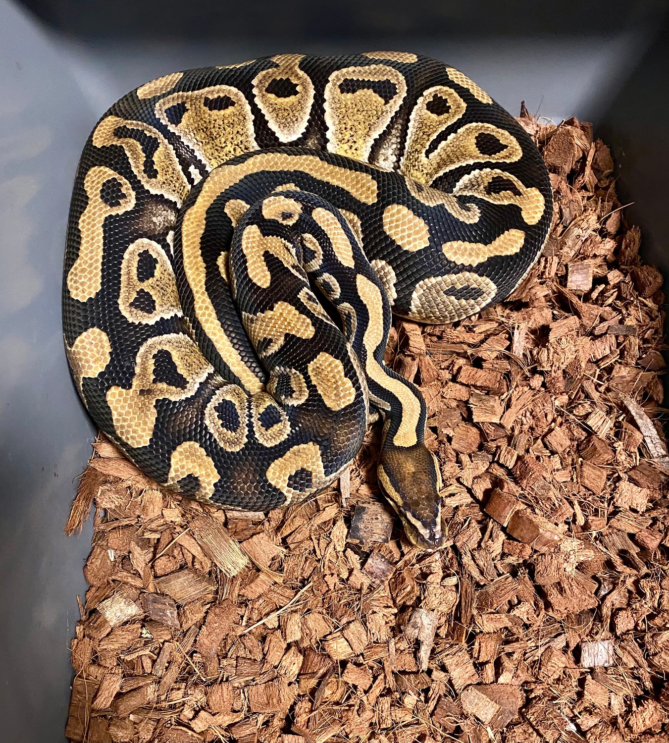 Chocolate Het Clown Ball Python by Distinct Reptiles - MorphMarket