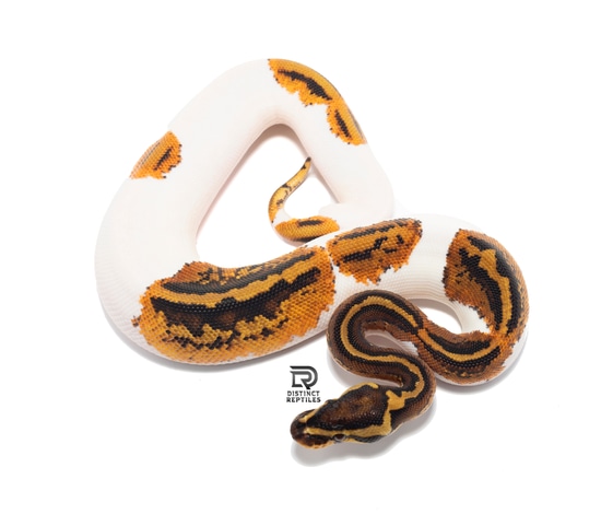 Yellowbelly Pied 50% Het Lavender Ball Python by Distinct Reptiles