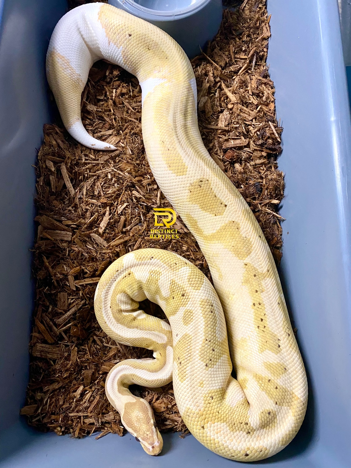 Banana Pied Ball Python by Distinct Reptiles - MorphMarket
