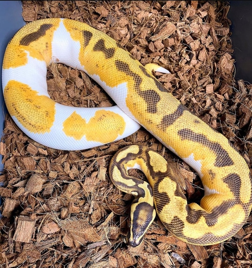 Orange Dream Yellowbelly Fire Enchi Pied Ball Python by Distinct Reptiles