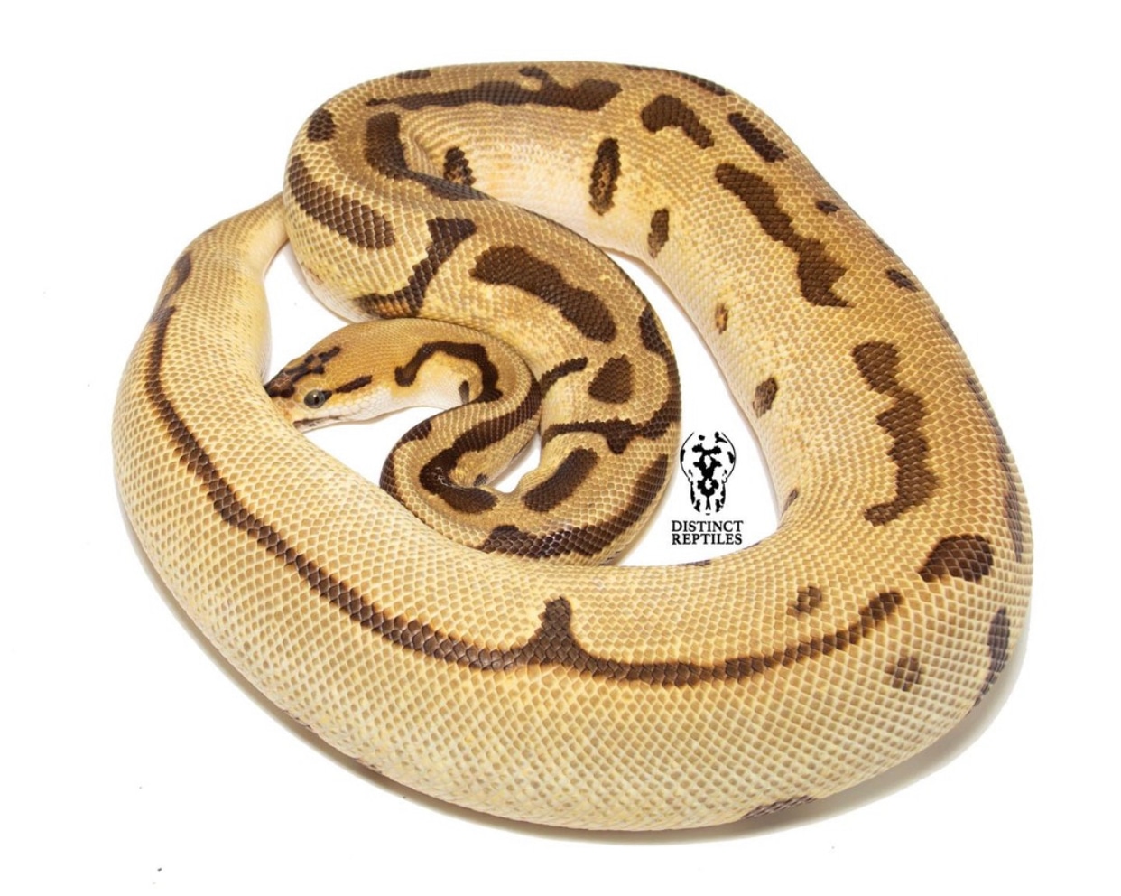 Enchi Leopard Spotnose Clown (Pos Jungle Woma) Ball Python by Distinct