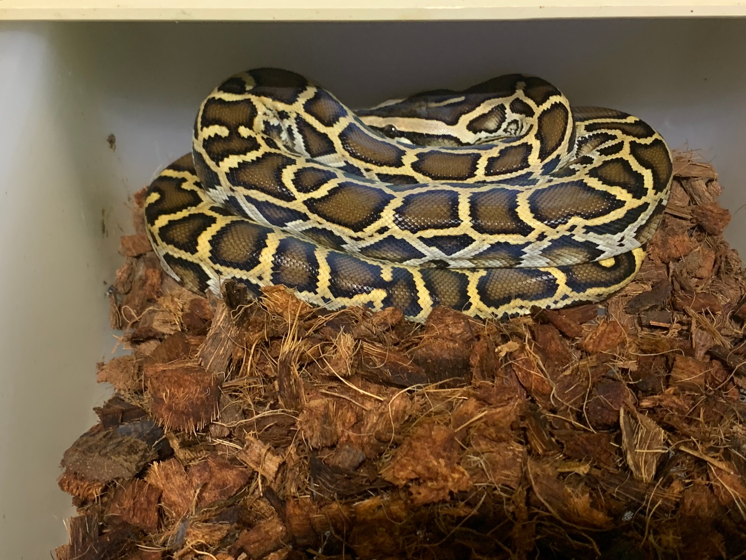Normal Burmese Burmese Python by Disturbed Reptiles - MorphMarket