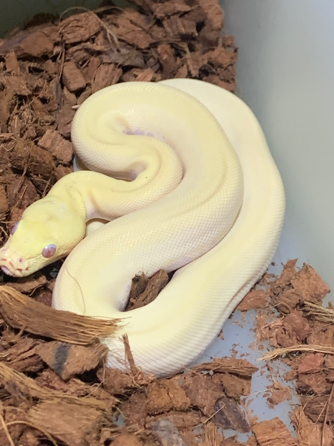 Blizzard Possible Green Burmese Python by Disturbed Reptiles - MorphMarket