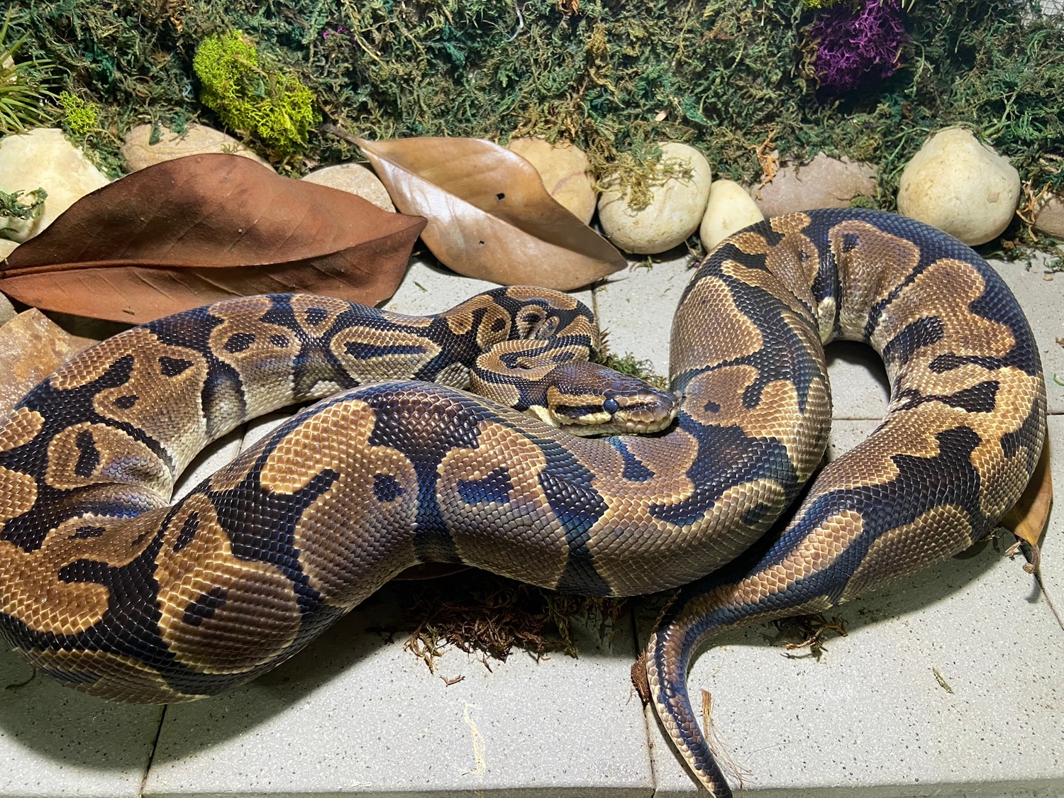 Ringer Spot Normal Ball Python by Disturbed Reptiles - MorphMarket
