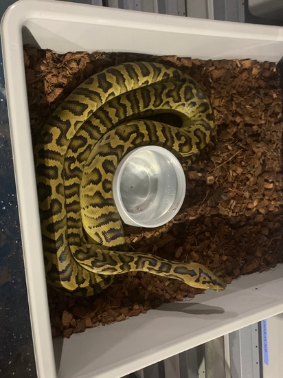 2022 0.1 Suntiger Bateater Reticulated Python by Disturbed Reptiles