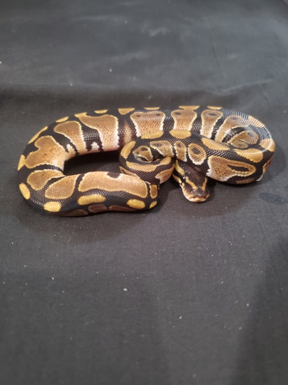 Normal Ball Python by 417Morphs