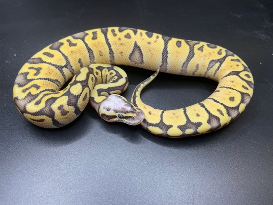 Super Pastel Vanilla Ball Python by DCT Reptiles
