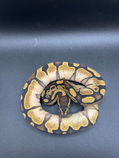 Enchi Calico Ball Python by DCT Reptiles