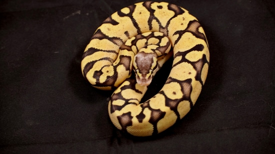 Firefly Pos Het Pied Ball Python by Down South Reptiles