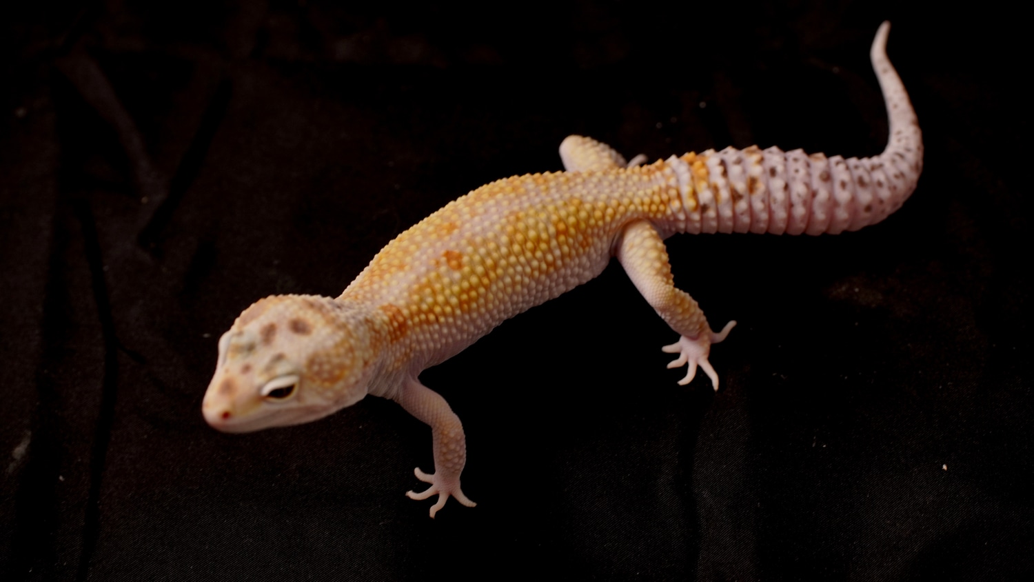 W&Y Mandarin Tangerine Leopard Gecko by Down South Reptiles MorphMarket